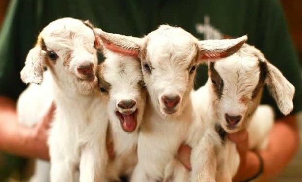 Rüyada Oğlak Görmek