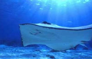 Rüyada Ok Kılıfı Görmek