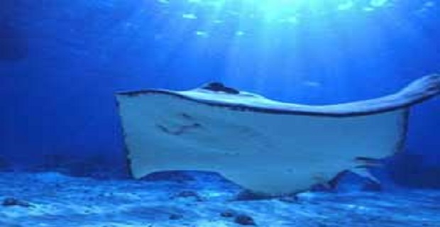 Rüyada Ok Kılıfı Görmek