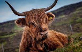 Rüyada Öküz Görmek