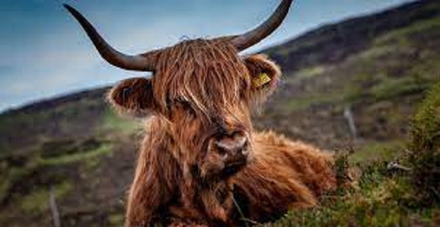 Rüyada Öküz Görmek