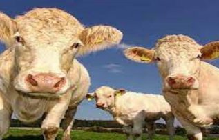 Rüyada Öküz ve İnek Görmek