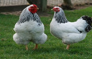 Rüyada Ölmüş Tavuk Görmek