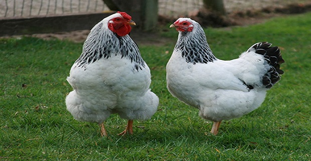 Rüyada Ölmüş Tavuk Görmek