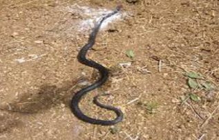 Rüyada Ölmüş Yılan Görmek