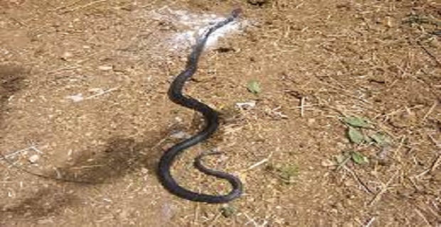 Rüyada Ölmüş Yılan Görmek