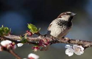 Rüyada Ölü Kuş Görmek