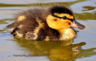 Rüyada Ördek Görmek