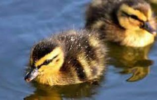 Rüyada Ördek Yumurtası Görmek