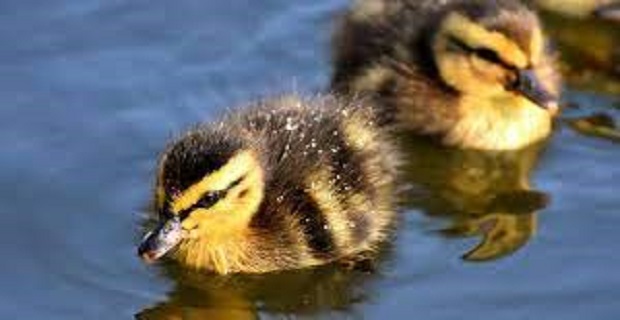 Rüyada Ördek Yumurtası Görmek