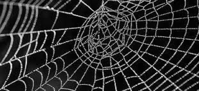Rüyada Örümcek Ağı Görmek