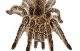 Rüyada Örümcek Görmek