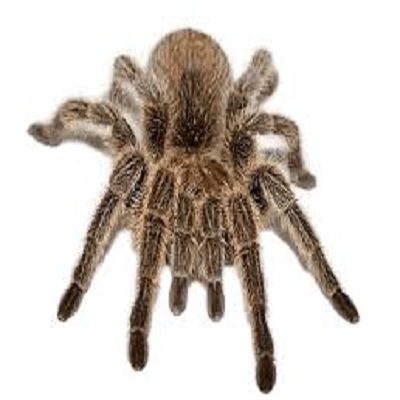 Rüyada Örümcek Görmek