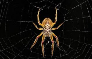 Rüyada Örümcek Öldürmek