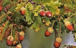 Rüyada Palamut Ağacı Görmek