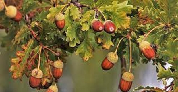 Rüyada Palamut Ağacı Görmek