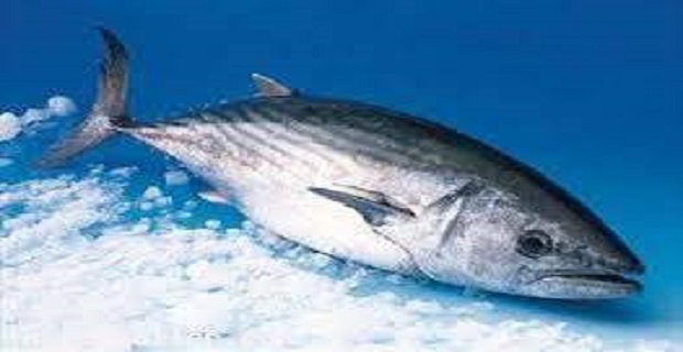 Rüyada Palamut Balığı Görmek