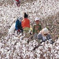 Rüyada Pamuk Görmek