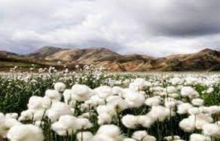 Rüyada Pamuk Tarlası Görmek