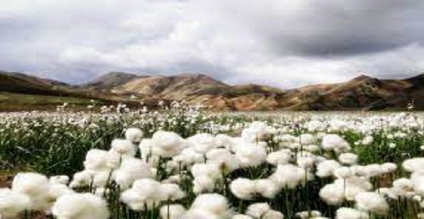 Rüyada Pamuk Tarlası Görmek