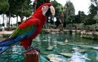 Rüyada Papağan Görmek