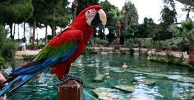 Rüyada Papağan Görmek