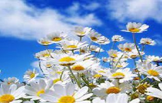 Rüyada Papatya Görmek