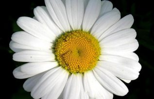 Rüyada Papatya Görmek