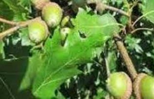 Rüyada Pelit Ağacı Görmek