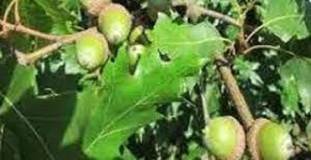 Rüyada Pelit Ağacı Görmek