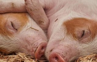 Rüyada Pembe Domuz Görmek