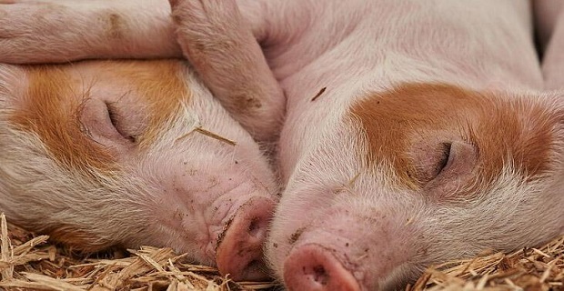 Rüyada Pembe Domuz Görmek