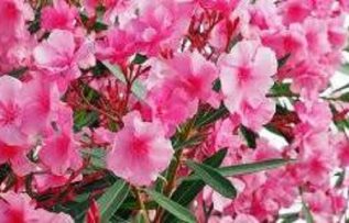 Rüyada Pembe Görmek