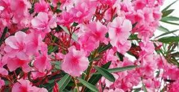 Rüyada Pembe Görmek