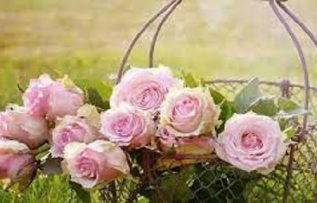 Rüyada Pembe Gül Görmek