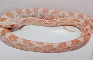 Rüyada Pembe Yılan Görmek