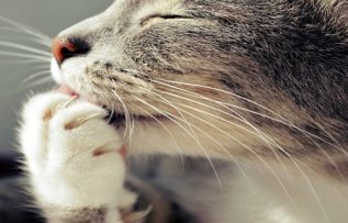 Rüyada Pençe Görmek