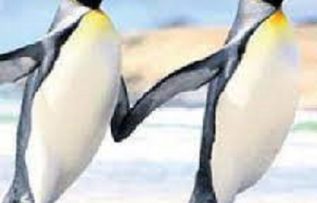 Rüyada Penguen Görmek