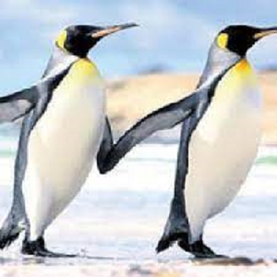 Rüyada Penguen Görmek