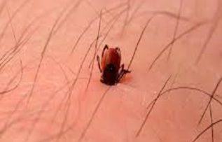 Rüyada Pire Öldürmek