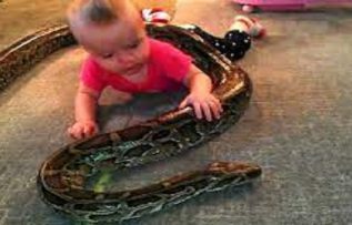 Rüyada Piton Yılanı Görmek