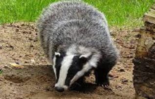 Rüyada Porsuk Görmek