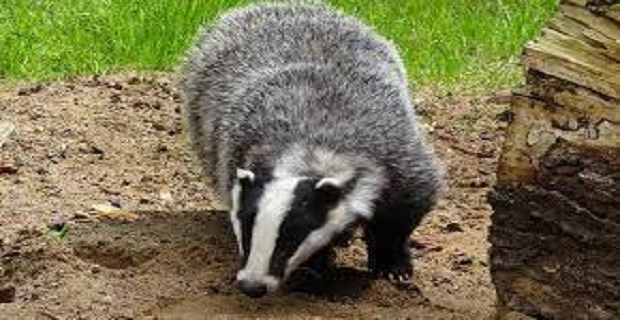 Rüyada Porsuk Görmek