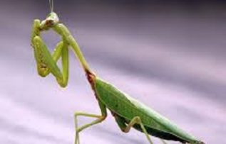 Rüyada Peygamber Devesi Görmek