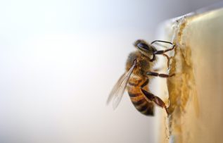 Arı zehri cildin gençlik iksiri olabilir