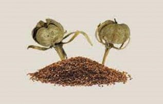 Rüyada Üzerlik Çiçeği Görmek