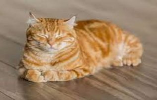 Rüyada Turuncu Kedi Görmek