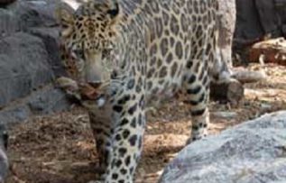 Rüyada Pars Görmek