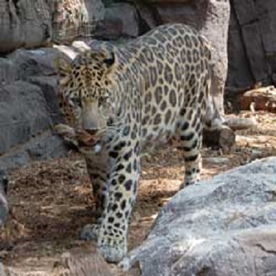 Rüyada Pars Görmek