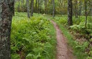 Rüyada Patika Görmek